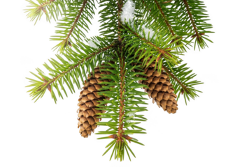 Closeup of a pine branch with cones and needles, isolated on transparent background