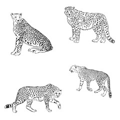 cheetah, wild cat, vector sketch