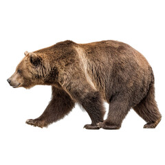 Fototapeta premium Png of brown bear walking isolated on transparent background majestic wild animal in its natural habitat, wildlife concept