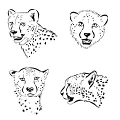 cheetah, wild cat, vector sketch