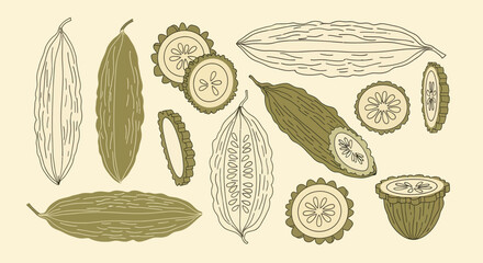 Bitter Melon Illustration: A Display of Edible Gourds Freshly Harvested in Detail