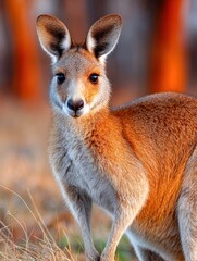 Lone kangaroo stands gracefully in golden grass during a vibrant sunset