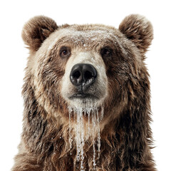 Obraz premium Png of frontal portrait of a brown bear with water dripping from its fur, isolated on transparent background