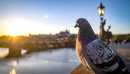 Pigeon poses in front of the blurred Charles Bridge and a golden sunset over Prague
