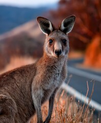 Fototapeta premium Lone kangaroo stands in golden grass during a peaceful sunset scene