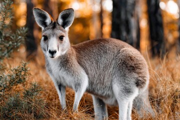 Kangaroo stands gracefully in golden grass at sunset in a serene landscape