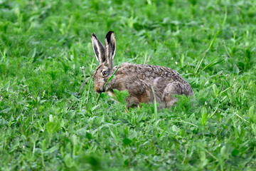 Hare eats meadow flowers