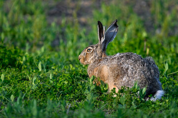 Hare resting