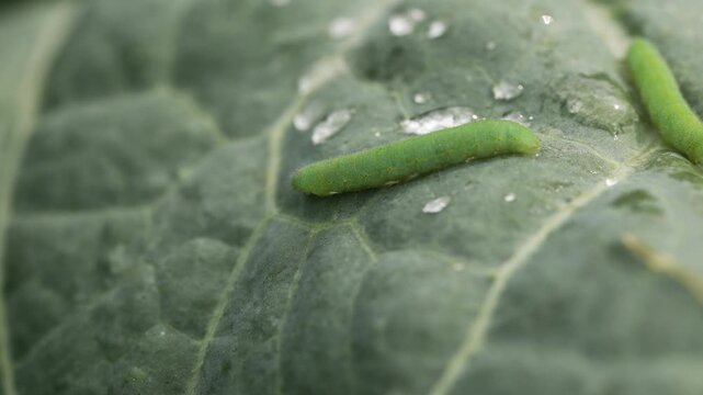 Green cabbage caterpillar crawling on wet cabbage leaf, revealing destructive feeding behavior of agricultural garden pest with water droplets surrounding larva