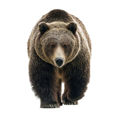 Obraz premium Png of front view of a brown bear walking towards the camera isolated on transparent background, showing its strength