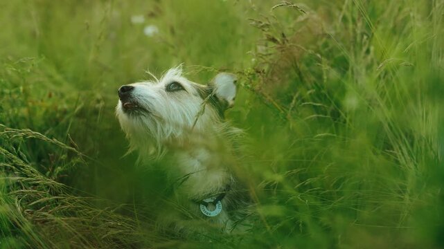 Cinematic close-up of a cute scruffy dog peeking through tall green grass.