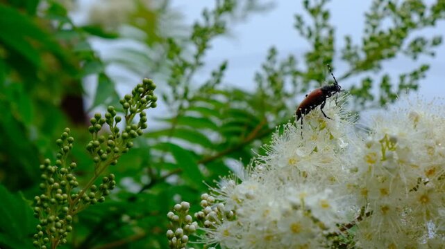 Blooming Sorbaria Sorbifolia flowers, Natural detailed closeup on a red pine longhorn beetle, Stictoleptura rubra on the flowers. Landscaped, cultivated garden bush