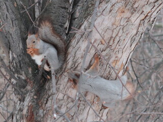 grey squirrels on a tree