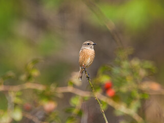 Tarabilla europea posada en rama (saxicola rubícola). Fondo desenfocado. La fotografía muestra al detalle su plumaje marrón y anaranjado.