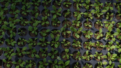 seedlings plants tree nursery nature 
