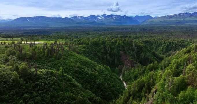Flight over the thin river flowing in the gulch in the landscape. Lush greenery of Alaska, USA from drone. Beautiful mountains at backdrop.