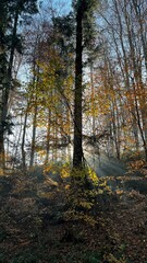 autumn forest in the morning