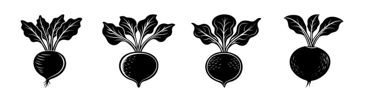 Vector illustration of fresh organic beets beetroots with green leaves healthy farm food design