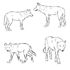 Asian wolf, predator, vector sketch