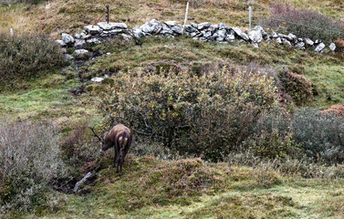 Lonely red deer stag during the rut in County Donegal, Ireland