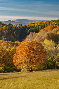 View of autumnal trees displaying vibrant hues of orange and yellow contrasting against the green meadow, with mountains fading in the distance, Lubietova, Banska Bystrica Region, Slovakia.