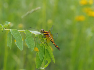 Sympetrum speciosum, a dragonfly species with light inner wing coloration, commonly found near ponds, reservoirs, and rice fields in Korea. Photographed in Korea.