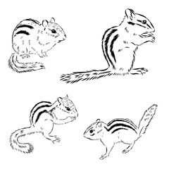 chipmunk, wild animal, vector sketch