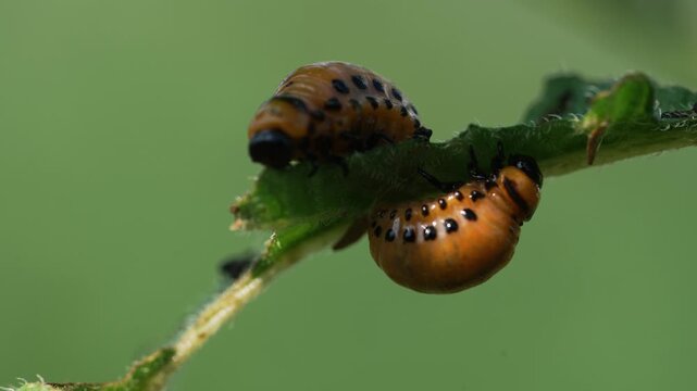 Macro shot of several voracious colorado potato beetle larvae, leptinotarsa decemlineata, stripping a green plant stem of its leaves, showcasing a significant agricultural pest problem