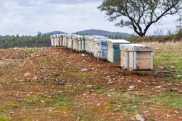 Naklejka premium Beekeeping and Nature: A rustic perspective of the honey harvest under a grey sky.