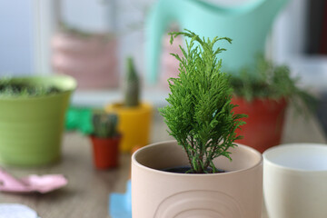 Houseplants, flower pots and mini gardening equipment. Urban gardening at home or on the balcony. Selective focus.