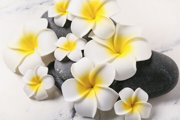 Beautiful plumeria flowers with pebble stones on white background, closeup