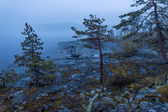View of serene, fog-laden rocky shoreline with resilient trees clinging to the rugged terrain, creating a mystical landscape, Sortavala, Russia.