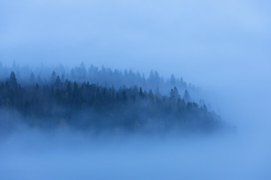 View of misty forest landscape, where the dense fog envelops the trees, creating an ethereal and dreamlike atmosphere, Sortavala, Russia.