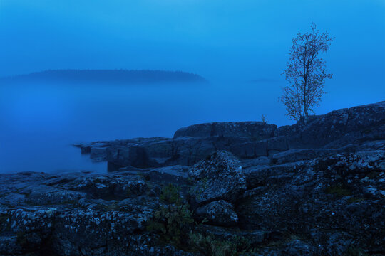 View of the rocky shore meets the misty waters, a lone tree stands sentinel in the blue twilight, a tranquil scene, Sortavala, Russia.