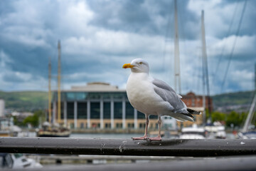 M&ouml;we am Hafen in Belfast in Nordirland