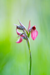 Heart Orchid (Serapias cordigera), also called Serapias tongue of the heart. Liendo Valley. Cantabria. Spain. Europe