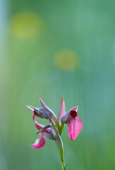 Fototapeta premium Heart Orchid (Serapias cordigera), also called Serapias tongue of the heart. Liendo Valley. Cantabria. Spain. Europe