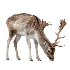 Fototapeta premium Png of a fallow deer buck grazing isolated on transparent background, showing its brown coat with white spots and big antlers