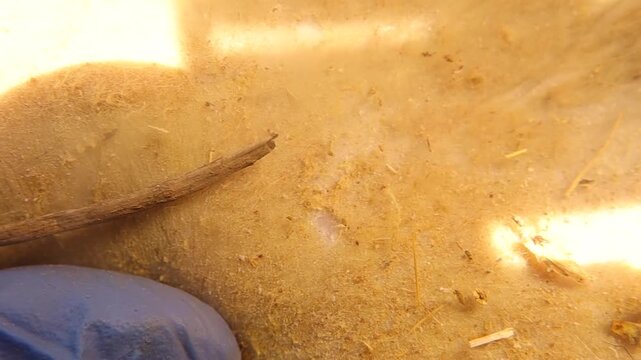 Veterinarian carefully examines dog fur for fleas during medical checkup. For veterinary medicine, parasite prevention awareness, pet health education and animal clinic training resources