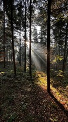path in autumn forest