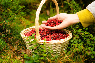 Close up of woman hand above basket filled with fresh cranberries in forest. Autumn berry harvest, natural vitamins, forest gifts, healthy food, outdoor walk with benefit, cranberry picking time.