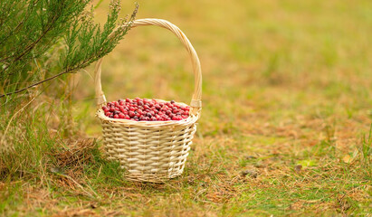 Horizontal banner, top view of full basket with cranberries in forest. Autumn harvest, forest gifts, healthy berries, vitamins, useful walk in woods, magical light, calm nature atmosphere.
