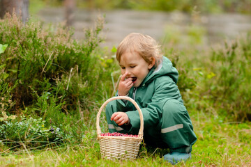 Toddler in waterproof overalls and rubber boots sitting in autumn forest eating cranberries from basket, healthy snack and motor skills development.