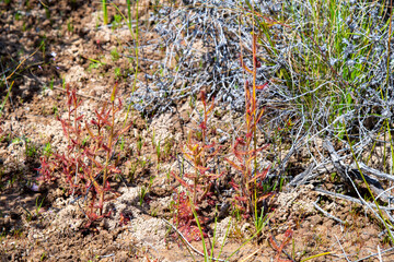 Drosera cistiflora in natural habitat south of Citrusdal, Western Cape of South Africa