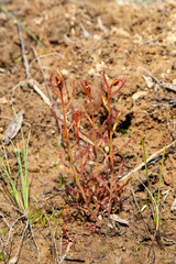 Drosera cistiflora in natural habitat south of Citrusdal, Western Cape of South Africa