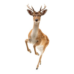 Fototapeta premium Png of a fallow deer buck jumping isolated on transparent background the animal is looking at the camera it is a mammal