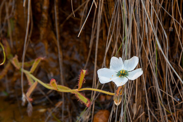 White flower of a Drosera cistiflora in natural habitat south of Citrusdal, Western Cape of South Africa