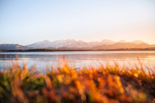 View of golden light kissing the water and the snow-capped mountains in the distance, framed by vibrant, blurred foreground of wild grasses, Fussen, Bavaria, Germany.
