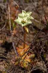 The carnivorous plant Drosera atrostyal in natural habitat