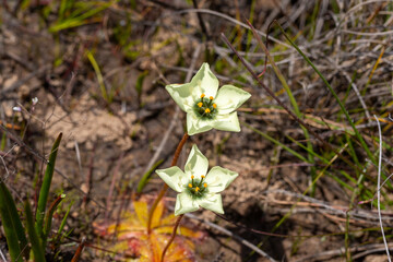 Some flowers of Drosera atrostyla, a carnivorous plant from the Sundew Family, taken in natural habitat in the Western Cape of South Africa